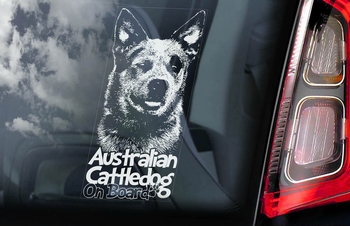 Australian Cattle Dog 3 Hondensticker voor op de auto  Per Stuk