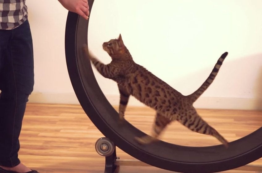 Kattenwiel Per Stuk